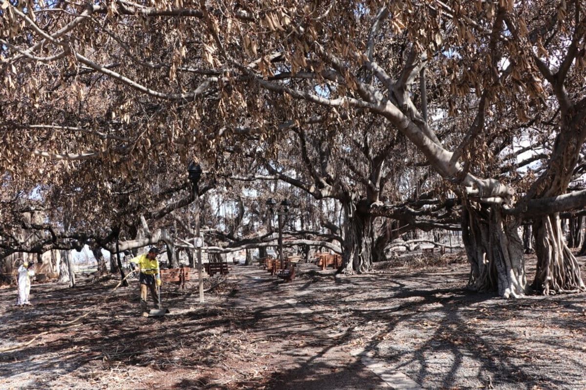 ALAN Maui-Banyan-Tree.jpeg