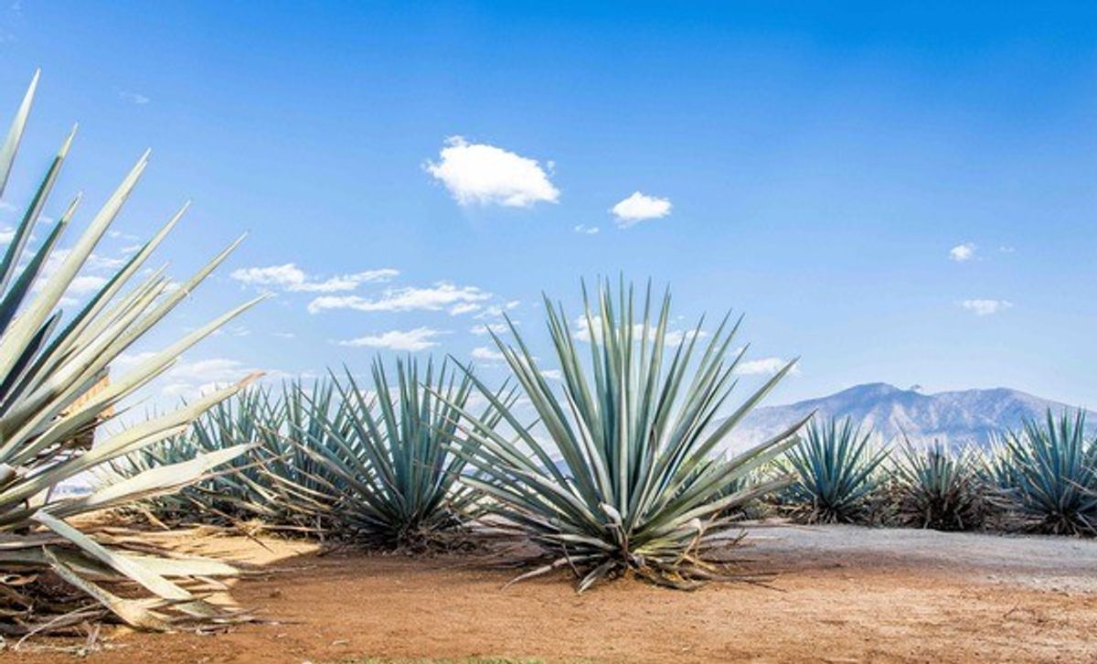 Dachser Mexico ensures tequila supply chains remain fluid for National Tequila Day